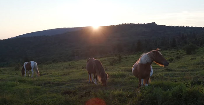 See Wildlife at Grayson Highlands State Park
