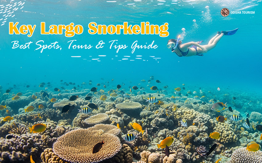 Key Largo Snorkeling: Best Spots, Tours & Tips Guide